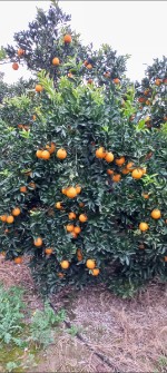  میوه | پرتقال تاموسون درجه یک