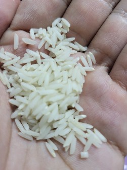  غلات | برنج طارم، فجر و شیرودی
