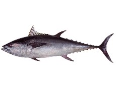  مواد پروتئینی | ماهی ماهی هوور - ماهی تن