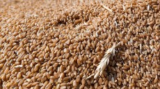  غلات | گندم گندم بذری و آردی خوراکی تناژ