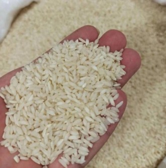  غلات | برنج چمپا میداوود