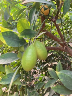  میوه | لیمو ترش لایم کوات