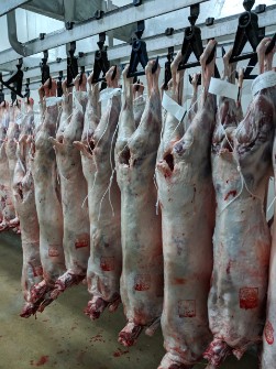  مواد پروتئینی | گوشت لاشه گوسفندی تازه استرالیایی