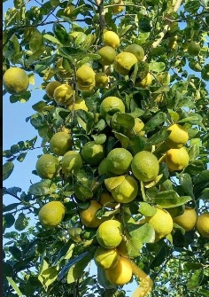  میوه | لیمو ترش لیموترش سنگی محلی پرآب
