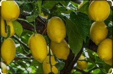  میوه | لیمو ترش لیسبون خارگی