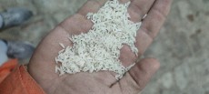 غلات | برنج برنج هاشمی آستانه اشرفیه