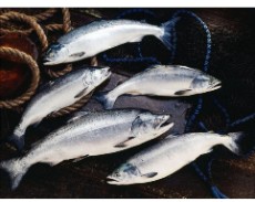  مواد پروتئینی | ماهی ماهی قزل آلا آوکلند فرانسه