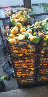  میوه | پرتقال تامسون شمال دو رج و سه رج .. پرتقال خونی ... و توری