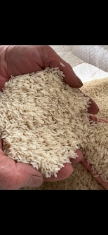  غلات | برنج برنج هاشمی درجه یک مستقیم از کشاورز تحویل درب کارخانه برنجکوبی