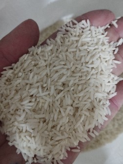  غلات | برنج طارم و فجر
