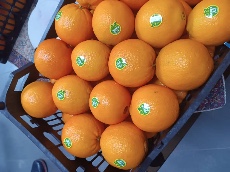  میوه | پرتقال تامسون نویل وتامسون