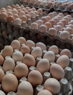  مواد پروتئینی | تخم مرغ محلی درشت