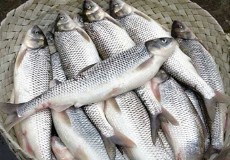  مواد پروتئینی | ماهی ماهی سفید اعلای فریدونکنار