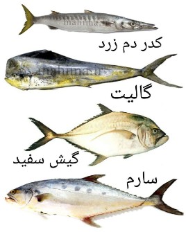  مواد پروتئینی | ماهی سارم و آزاد