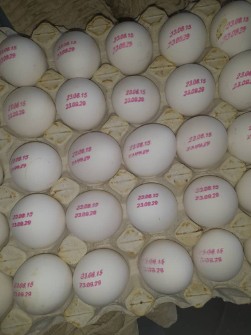  مواد پروتئینی | تخم مرغ تخم مرغ صادراتی