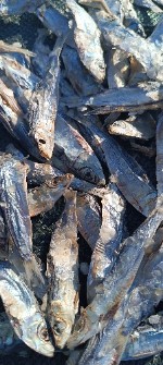  دامپروری | خوراک دام ماهی خشک ساردین