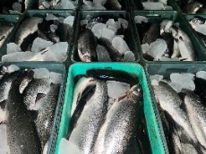  مواد پروتئینی | ماهی ماهی قزل آلا و سالمون