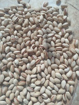  خشکبار | پسته بذر پسته بادامی