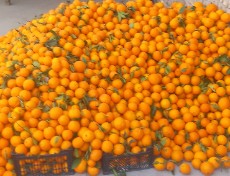  میوه | پرتقال پرتقال شیرین ابدار