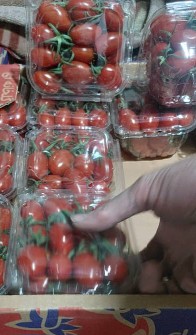  صیفی | گوجه گوجه زیتونی آرامیس