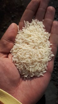  غلات | برنج طارم هاشمی اعلا شمال