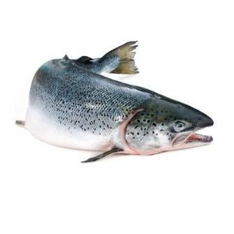  مواد پروتئینی | ماهی بچه ماهی و تخم ماهی قزل الا