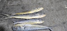  مواد پروتئینی | ماهی ماهی گالیت بزرگ