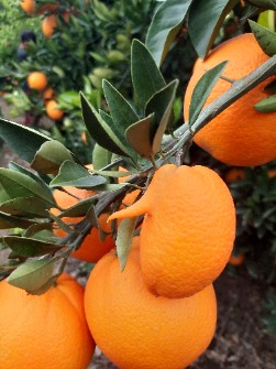  میوه | پرتقال پرتقال انباری