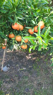  میوه | پرتقال پچ انباری