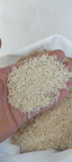  غلات | برنج برنج فجر سوزنی گرگان 90 روزه