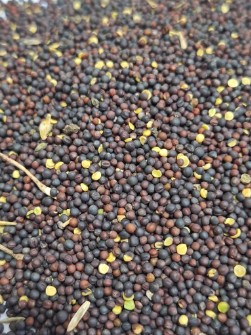  بذر و نهال | بذر کلزا بوجاری
