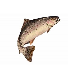  مواد پروتئینی | ماهی ماهی قزل آلای زنده آموزاند فرانسه