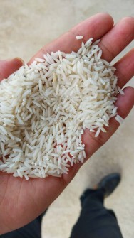  غلات | برنج شیرودی استخوانی