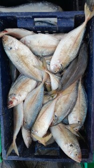  مواد پروتئینی | ماهی ماهی صیدروز