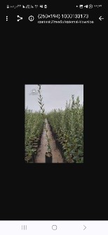  بذر و نهال | نهال نهال زیتون  سفید  وسیاه  با ریشه  10 ساله