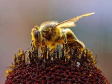  دامپروری | عسل عسل تغذیه چهل گیاه گون کنار