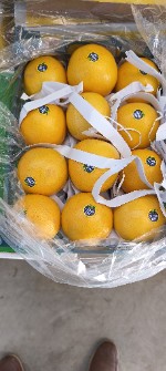  میوه | لیمو ترش لیمو شیرین