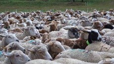  مواد شیمیایی کشاورزی | کود کود گوسفندی