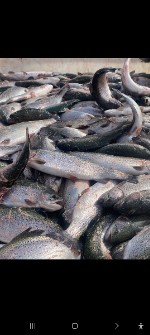  مواد پروتئینی | ماهی قزل آلا اسپانیا رنگین کمان