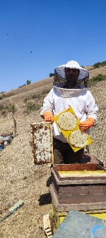  دامپروری | عسل طبیعی و تغذیه ای