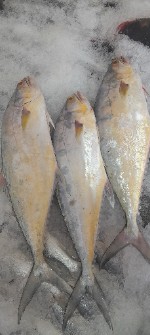  مواد پروتئینی | ماهی ماهی صارم چابهار