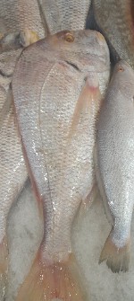  مواد پروتئینی | ماهی ماهی شانک صورتی