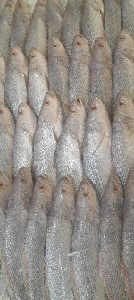 مواد پروتئینی | ماهی ماهی شوریده متوسط