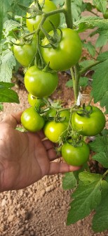  صیفی | گوجه گلخانه صادراتی