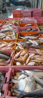  مواد پروتئینی | ماهی انواع ماهی صیدروز