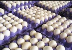  مواد پروتئینی | تخم مرغ تخم مرغ صادراتی به افغانستان