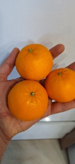  میوه | نارنگی مارنگی خارو یک دست و درجه یک