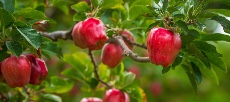  میوه | سیب قرمز