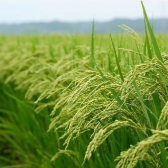  غلات | برنج برنج طارم محلی دورود و برنج هاشمی گیلان