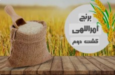  غلات | برنج هاشمی و امراللهی کشت دوم
